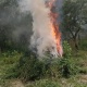 Жалал-Абад облусунда 3 тоннага жакын кара куурай жок кылынды