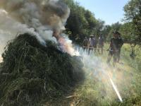 Чүйдө 5 тонна жапайы кара куурай жок кылынды