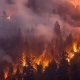 Дүйнөлүк жылдыздар Австралиядагы тилсиз жоодон жабыркагандарга акчалай жардам көрсөтүп жатышат