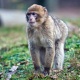 Кытайда токко урунуп жаткан маймылды башка маймыл куткарып калды