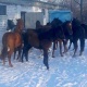 3 миң сом айып салынды. Борбор калаанын сейил бактарында жүргөн жылкылардын ээси табылды