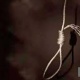 ИИМдин ички коопсуздук кызматынын жоокери асынып алды