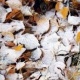 Тоолуу райондордо кар жаашы мүмкүн. 15-октябрга карата аба ырайы
