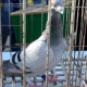 Түркияда эң бат учкан көгүчкөндүн ээси Кубок менен сыйланды