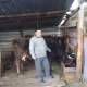 Каракол шаарында милиция кызматкерлери жоголгон малды ээсине кайтарып беришти