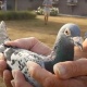 Бельгияда эң кымбат көгүчкөн аукциондо 1,9 миллион долларга сатылды