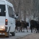 Мал-жандыктын катышуусундагы жол кырсыгына ким күнөөлүү болот? Ысык-Көл ОИИБи түшүндүрөт