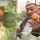 БЛОГ: Курманын сезону башталды. Курма бакты, багбандын эмгегин көргөндөгү мендеги сезимдерди бөлүшөм