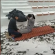 Ошто патрулдук кызматка талапкерлердин кардын үстүндө көнүгүүлөрдү жасап сынак тапшырып жаткан видеосу тарады