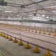 Ысык-Көлдө жылына 12 миң тоннадан ашык этти кайра иштетүүгө жөндөмдүү болгон канаттуулар фабрикасы ачылат
