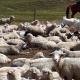 Былтыр 103 миллиард сом суммасына мал чарба продукциясы өндүрүлдү