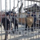 Свердлов РИИБи "Аялдардын тилектештик маршында" катышуучулар эмне себептен кармалганын түшүндүрдү