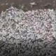 Казакстандын Жекесай дарыясында балыктар массалык түрдө кырылып, жээкке чыгып калышкан (видео)