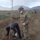 Жаратылыш кырсыктарын болтурбоо жана алдын алуу максатында Нарын облусунда миңден ашуун көчөт отургузулду