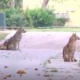 Израилде сейил бакты чөөлөр каптады (видео)
