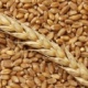 Орусиядан өлкөгө дагы 760 тонна буудай алып келинди