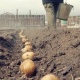 Кочкордо жазгы талаа иштери кызуу жүрүүдө