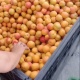 "Жыл сайын 100 миң тонна өрүк жыйналат". Баткенде өрүк бышып, сатыкка чыкты (сүрөт)