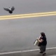 Көчөдөн өтүп бараткан адамдарга себепсиз кол салып, чокулап кеткен карга көпчүлүктү таң калтырды