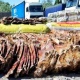Чек арадан 50 миң даана норка жана ондатр терилерин ташып бараткандар кармалышты