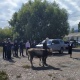 Ат-Башы районунда демөөрчүлөр тарабынан бодо мал союлуп, эти дарыгерлерге таратылды