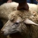 Курман айт намазы окулбаса курмандыкты чалуу кайсы убакыттан башталат? Муфтият түшүндүрмө берди