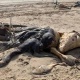 Улуу Британияда суунун жээгинен белгисиз жандыктын 4 жарым метрлик өлүгү табылды