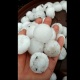 ЭЛДИК ВИДЕО: Токтогулда жааган мөндүр дыйкандардын эгиндерин талкалап кетти