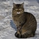 Новосибирскте эркектердин абагына баңгизатын алып кирүүгө аракет кылган мышык кармалды