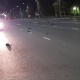 Орусиянын Саратов облусунда өлүк каргалар "жамгырдай жаады"