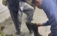 Желим өтүк кийип, унаа жууп жаткан... Милиция өзгөчө оор бир нече кылмышка шектүүнү кармагандагы видео