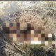 Нарында дарыянын жээгинен белгисиз адамдын жансыз денеси табылды
