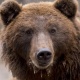 Орусияда циркте аюу оюн учурунда машыктыруучунун кош бойлуу жардамчысына кол салды