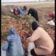 Казакстанда картошка, сабиз массалык түрдө талаага төгүлүүдө (видео)