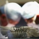 Египетте уюлдук телефонду жутуп алган жаранга операция жасалды