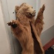 Аксыда курал-жарактар жана сейрек кездешүүчү жаныбарлардын терилери табылды (фото)