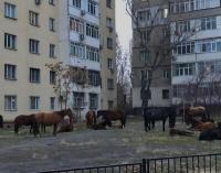 Бишкекти аралаган жылкылар кармалды. Мэрия малдын ээси белгисиз болуп жатканын айтат