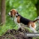 Индияда жолбун ит талаадан ымыркайдын өмүрүн сактап калууга себепчи болду