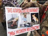 "Иттерди атууга каршы". Бишкек мэриясынын алдында түштөн кийин экинчи митинг болуп өттү