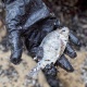 Израилдин жээгинде көптөгөн деңиз жандыктарынын кырылуусуна себеп болгон экологиялык кырсык катталды (сүрөт)