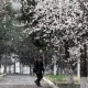Катуу сууктан Өзбекстан менен Тажикстанда шабдаалы, гилас, жүзүм сыяктуу өсүмдүктөр түшүм бербей калышы мүмкүн