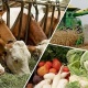 Айыл чарбасын өнүктүрүү үчүн жеңилдетилген насыялар бериле баштады