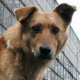 Иттер ымыркайдын колу менен башын чайнап салган делген Аксыдагы окуя. Милиция баланын энесин издеп жатат