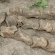 Өзбекстанда дыйкан күнөскана үчүн чуңкур казып жатып, миллиондогон жыл мурун жашаган алп жаныбардын сөөгүн тапты