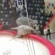 Казань шаарында циркте шоу көрсөтүп жаткан эки пил түртүшө кетип, көрүүчүлөрдү коркутту