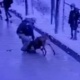 Бишкекте окуучу бала менен аялга кол салган ит. Мэрия иттин ээсин табууга жардам сурайт