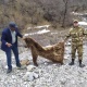Жалал-Абадда аюуну өлтүргөн жаранга карата кылмыш иши козголуп, тергөө уланууда