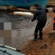 Ленинград аймагынын Фин булуңунун жээгинен Кыргыз жаранынын жансыз денеси табылды