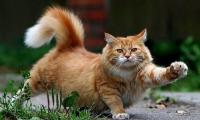 Австралия бийлиги үй мышыктарын көчөгө чыгарууга тыюу салды 