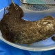 Индияда 5 жаштагы кыздын ашказанынан 1 килограмм чач алынды